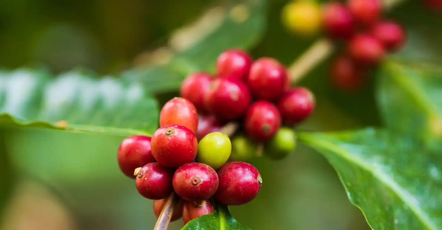 coffee-beans-ripening-header